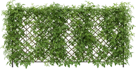 Lush Green Vine Trellis Climbing Plants Garden Fence Nature Background Summer Foliage Outdoor D cor