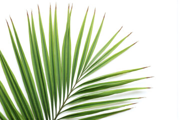 green palm leaf on a white background