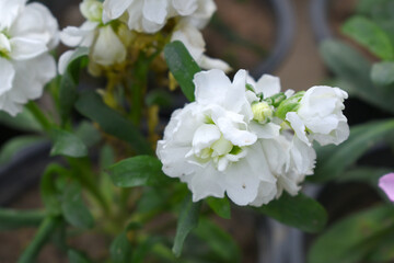 White Hoary Stock, White Hoary Stock or Matthiola Incana is a member of the Brassicaceae family of flowering plants. It's also commonly known as Brompton Stock, Common Stock, White flower in garden