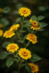 yellow dandelions on green background