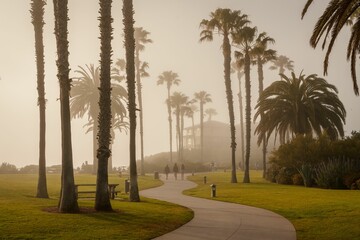 Palm trees and a path in fog at Treasure Island Park, Laguna Beach, Orange County, California © jonbilous