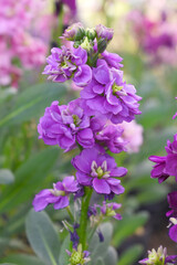 Purple Hoary Stock, Purple Hoary Stock or Matthiola Incana is a member of the Brassicaceae family of flowering plants. It's also commonly known as Brompton Stock, Common Stock, Purple flower in garden
