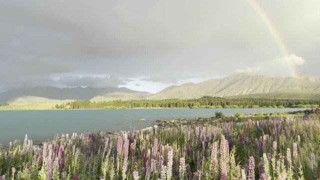 Colorful lupins swaying in the wind by the turquoise waters of Lake Tekapo, with a vibrant rainbow near the Church of the Good Shepherd on Pioneer Drive, Mackenzie District, South Island, New Zealand