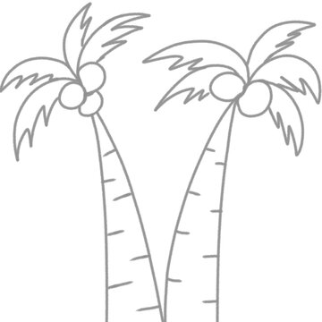coconut palm tree