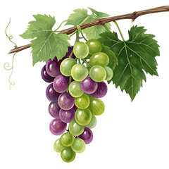 Fototapeta premium grapes isolated on white background