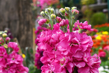 Obraz premium Pink Hoary Stock, Pink Hoary Stock or Matthiola Incana is a member of the Brassicaceae family of flowering plants. It's also commonly known as Brompton Stock, Common Stock, Pink flower in garden