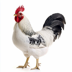 Speckled Sussex Rooster Isolated on White Background