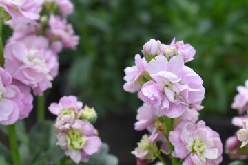 Pink Hoary Stock, Pink Hoary Stock or Matthiola Incana is a member of the Brassicaceae family of flowering plants. It's also commonly known as Brompton Stock, Common Stock, Pink flower in garden