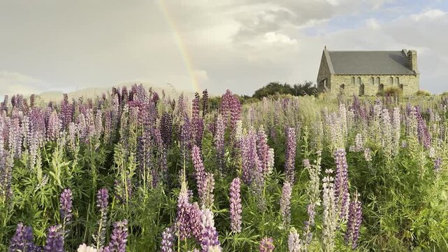 Colorful lupins swaying in the wind by the turquoise waters of Lake Tekapo, with a vibrant rainbow near the Church of the Good Shepherd on Pioneer Drive, Mackenzie District, South Island, New Zealand
