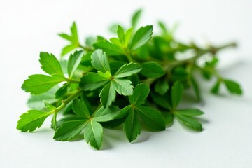 Obraz premium Fresh thyme leaves arranged in a neat pile on white surface, herb, aromatic