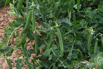 Fototapeta premium Green peas grow in the garden Beautiful close up of green fresh peas and pea pods. Healthy food, Bush of sweet pea with ripe pods cultivated on vegetable garden, green peas closeup in nature, Pakistan