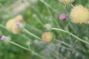 A blooming Creeping Thistle plant, Creeping thistles flower at the meadow. wild flower bloom, thistle in seed, natural flower, creeping thistle flower closeup, Closeup of fluffy creeping thistles seed