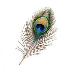 Obraz premium A close-up of a beautiful, colorful peacock feather with a distinctive eye pattern, isolated on a white background, showcasing its natural elegance