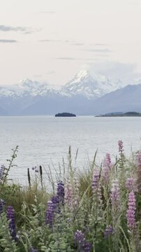 Colorful pink and purple lupins sway in the wind on the shores of Lake Pukaki, with stunning views of Aoraki Mount Cook and the Southern Alps, in the Mackenzie Basin, South Island, New Zealand