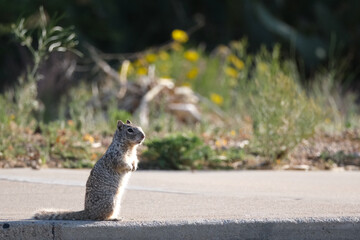 squirrel in the park