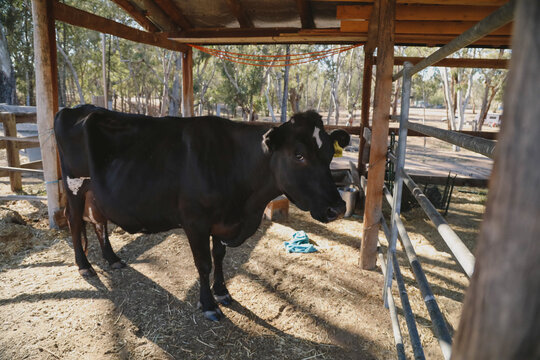 Black cow in rustic wooden barn with sunlight and trees in background