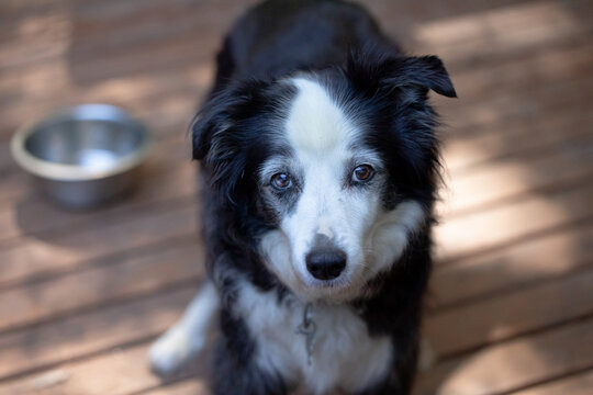 Close up portrait image of black and white Border Collie purebred dog with plain background