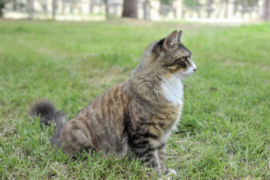 1 year old cat outside on the grass