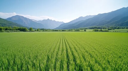 Fototapeta premium Lush green field stretches to distant mountains