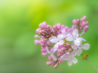 春の公園や花壇を彩るライラックのある風景。木漏れ日や日差しでボケた景色。