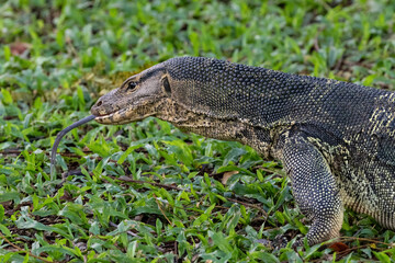 Asian Water Monitor lizard (Varanus salvator) on green grass in  Lumphini Park, downtown Bangkok. 
