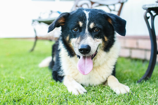 Black and white border collie dog with tongue out