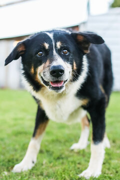 Black and white border collie dog standing