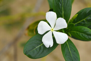 Close-up view of purple madagascar periwinkle, The scientific name is Catharanthus roseus, purple periwinkle flower closeup, Cape Periwinkle, Graveyard plant, Madagascar Periwinkle, Old Maid, closeup