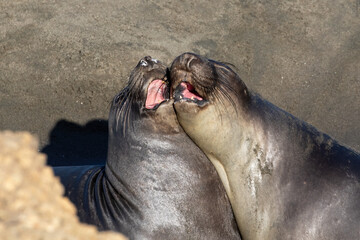 Elephant seals (Mirounga angustirostris) on the beach north of Morro Bay, California. Heads together, calling in unison. 
