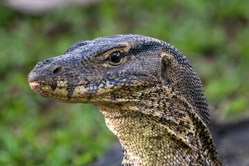 Closeup portrait of asian Water Monitor lizard (Varanus salvator) in Lumphini Park, downtown Bangkok. Green grass in the background. 
