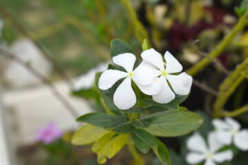 Close-up view of purple madagascar periwinkle, The scientific name is Catharanthus roseus, purple...