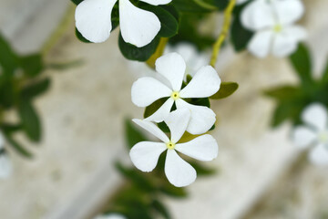 Close-up view of purple madagascar periwinkle, The scientific name is Catharanthus roseus, purple...