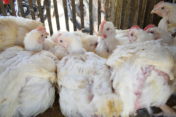 Layer farm, Group of healthy white chicken in poultry farm closeup, poultry, layer hens for eggs, poultry and livestock Chicken, Poultry farm with chicken, White chicken Farming feed in indoor housing