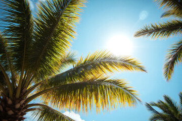 Obraz premium palm trees with the sun shining through them