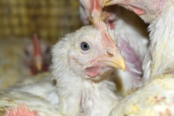 Closeup portrait of White hen at poultry farm, Layer farm, Group of healthy white chicken in poultry farm closeup, hen face closeup in farm, poultry, layer hens for eggs, poultry and livestock Chicken