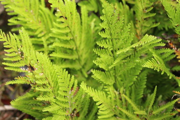 Deep of Meratus Mountain in Borneo Rainforest, Tanah Bumbu, Indonesia