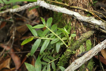 Deep of Meratus Mountain in Borneo Rainforest, Tanah Bumbu, Indonesia
