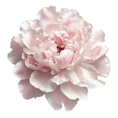 Captivating Pink Peony Flower Against a Black Background Showcasing Its Lush Layers and Delicate Petals, a Symbol of Grace and Elegance in Nature's Beauty