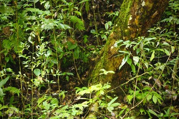 Deep of Meratus Mountain in Borneo Rainforest, Tanah Bumbu, Indonesia