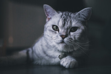A Portrait of a Relaxed and Dozing Feline with Soft Grey Fur