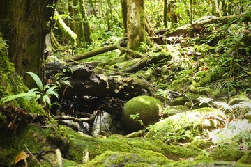 Deep of Meratus Mountain in Borneo Rainforest, Tanah Bumbu, Indonesia