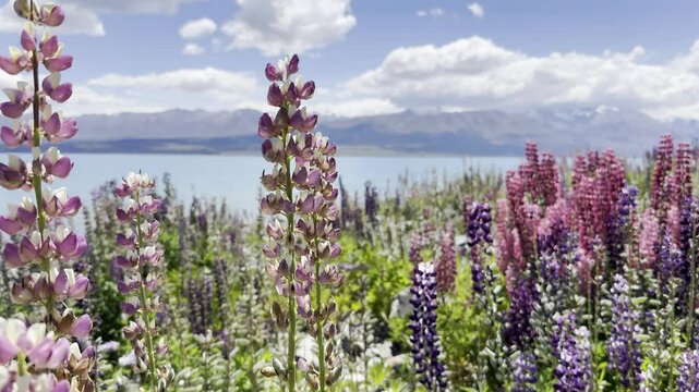 Pink, Violet, and Yellow Lupines Swaying in Wind Overlooking Azure Lake Pukaki and the Southern Alps, Canterbury, South Island, New Zealand