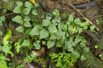 Deep of Meratus Mountain in Borneo Rainforest, Tanah Bumbu, Indonesia