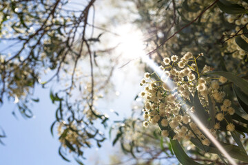 Sunlight shining through a flowering wattle (acacia) tree