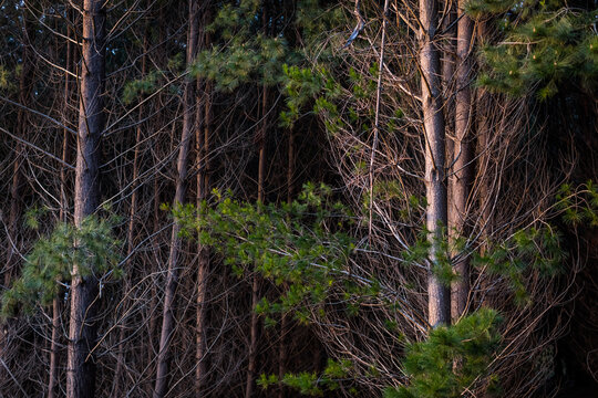 Deciduous trees in a forest