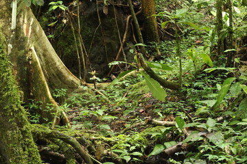 Deep of Meratus Mountain in Borneo Rainforest, Tanah Bumbu, Indonesia