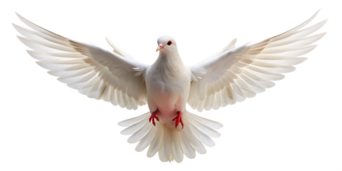white dove flying on the transparent background PNG