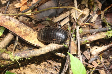 Animal at Deep of Meratus Mountain in Borneo Rainforest, Tanah Bumbu, Indonesia