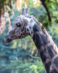 Tall brown Giraffe in Arusha National park, Tanzania with lush green landscape