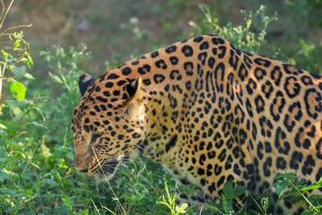 Wild female Indian leopard close up view in the wilderness